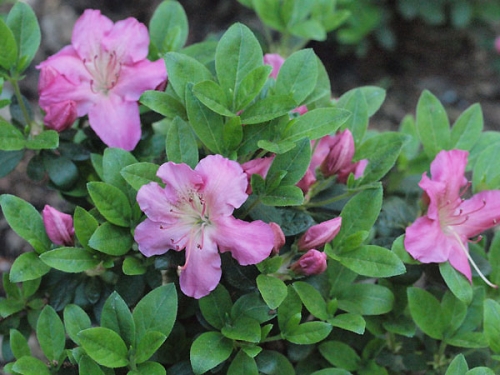 Azalea japonica 'Betty Muir'